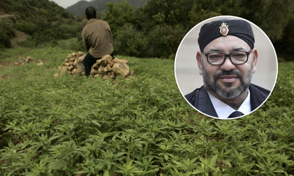 INDULTAN A 5 MIL CAMPESINOS PRODUCTORES DE CANNABIS EN MARRUECOS